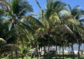 rancho yokota, playa amatecampo, el salvador